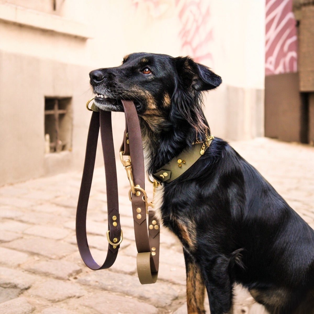 Laisse pour chien en Biothane, multi-position, résistante et réglable, mousqueton en laiton, poignée intégrée, laisse sécurisée - Madnesis