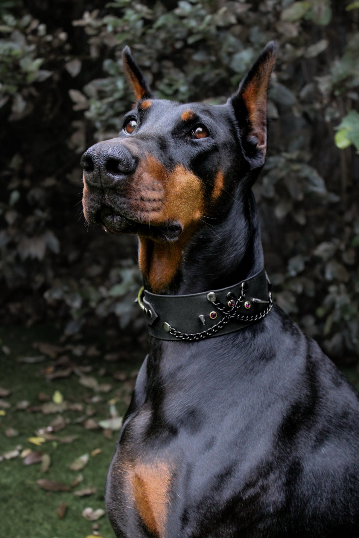 Black Widow (Edition ultra limitée Halloween)